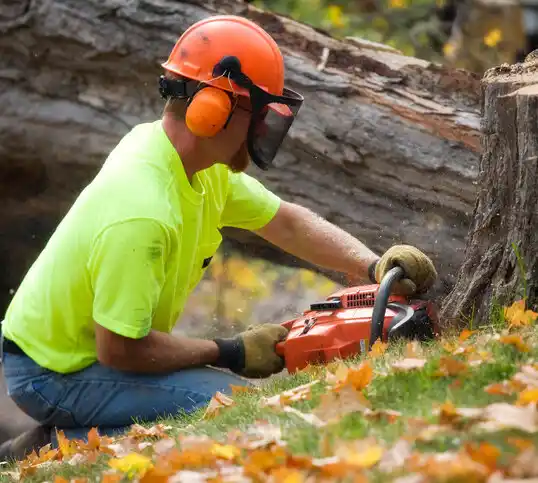 tree services Ellicott City